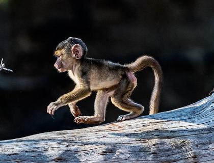 Baby monkey in Ruaha National Park at Mwagusi Camp,