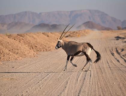 Namibia self drive holidays - Gemsbok on a gravel road