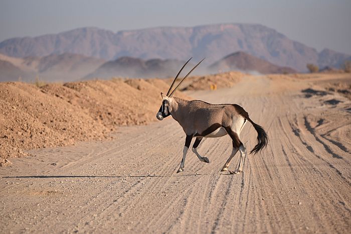 Namibia self-drive Gemsbok on a gravel road