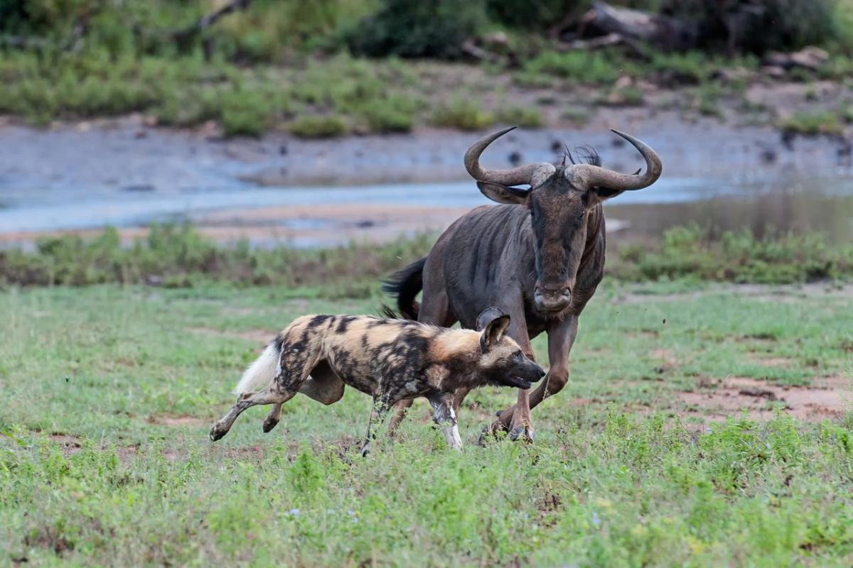 Cedarberg Travel | Pondoro Game Lodge