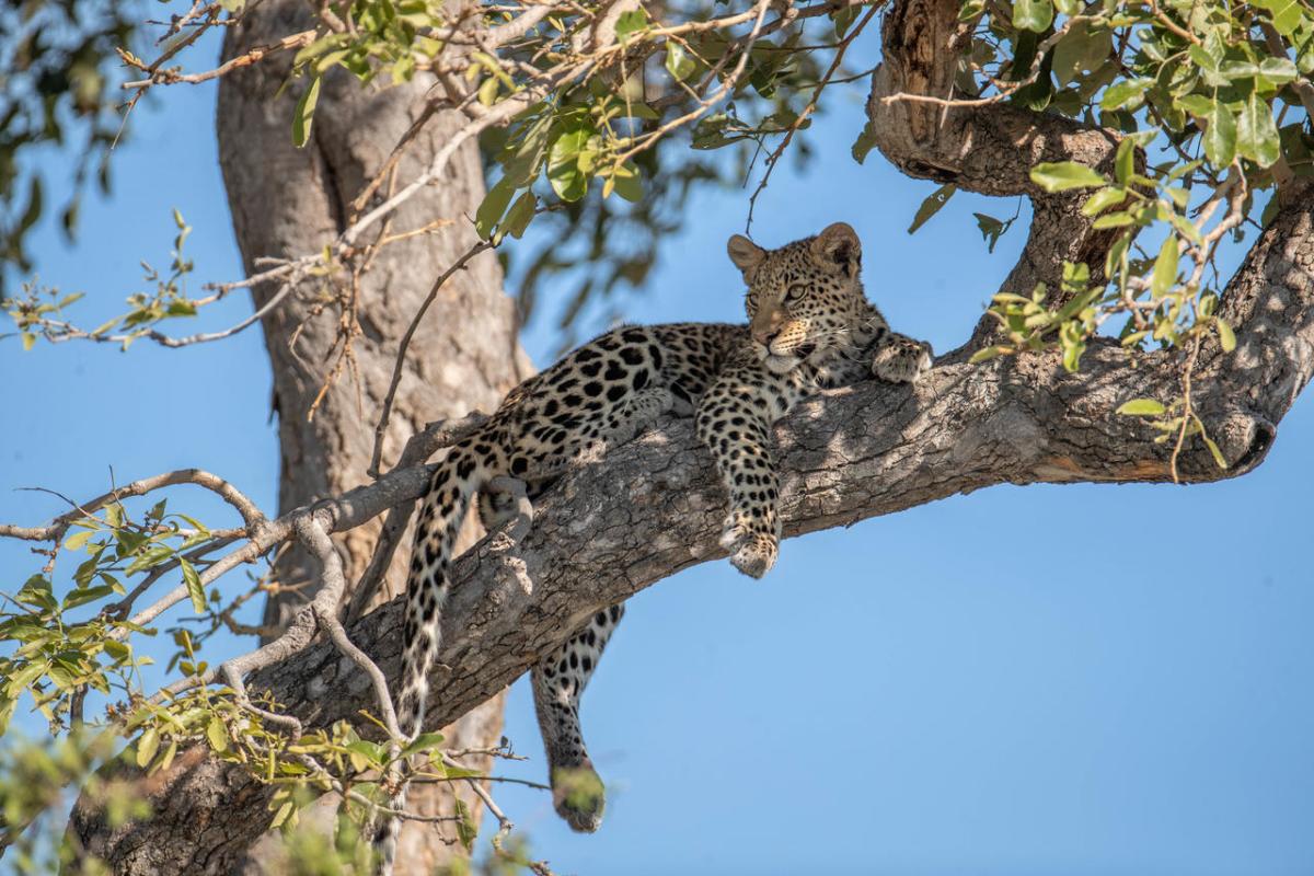 Cedarberg Travel | Chitabe Camp