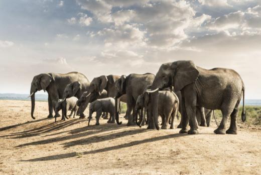 Malaria-free Safaris