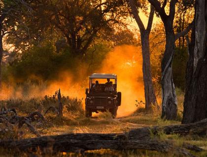 Moremi Game Reserve game drive in the trees