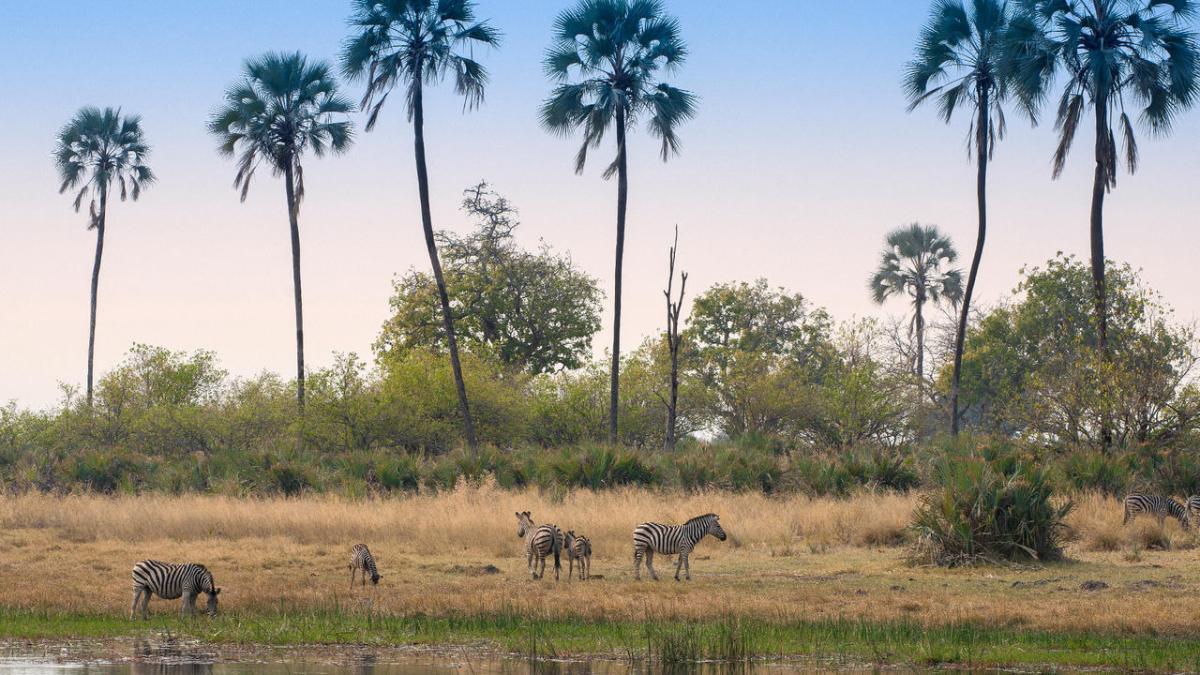 Cedarberg Travel | andBeyond Sandibe Okavango Safari Lodge