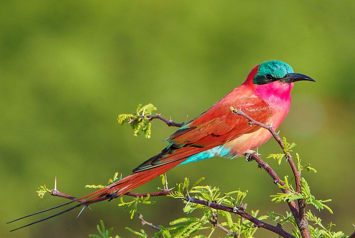 Kavango Adventure Safari
