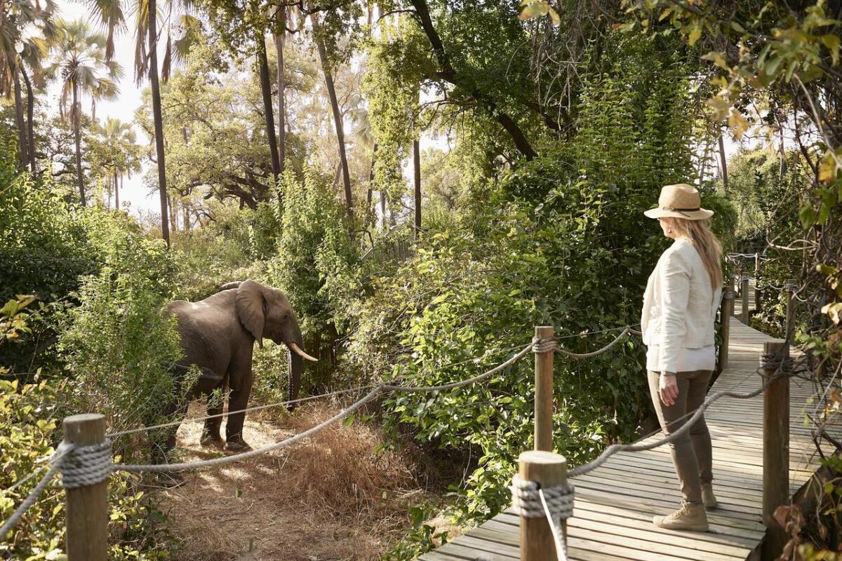 Cedarberg Travel | Victoria Falls River Lodge - Island Treehouse Suites