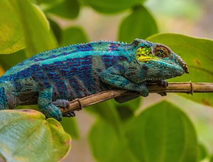 Andasibe National Park - chameleon