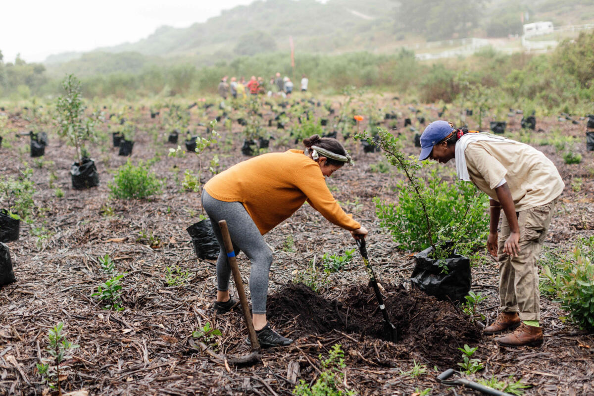 Greenpop tree planting