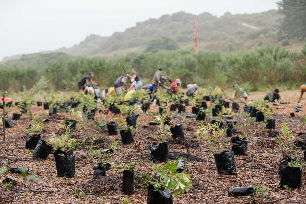 Greenpop tree planting