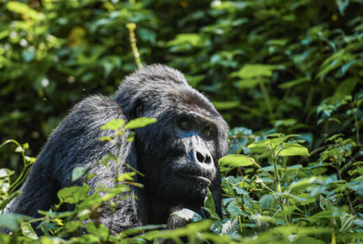 East Africa Safari incl Gorilla Trekking in Uganda