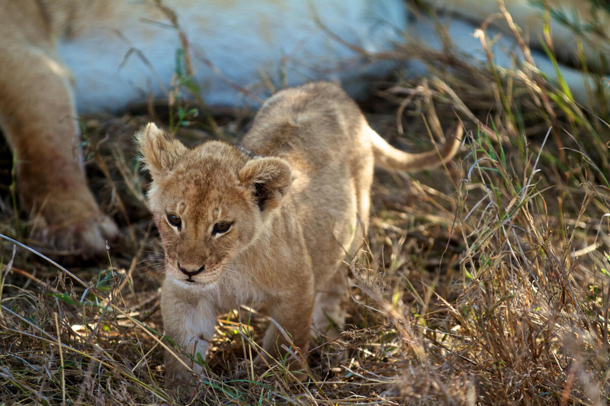 Cedarberg Travel | Lemala Osonjoi Lodge