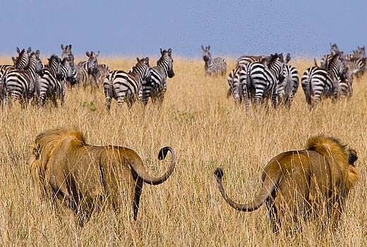 Masai Mara