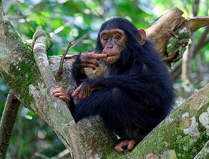 Chimpanzees in Kyambura Gorge, Queen Elizabeth National Park