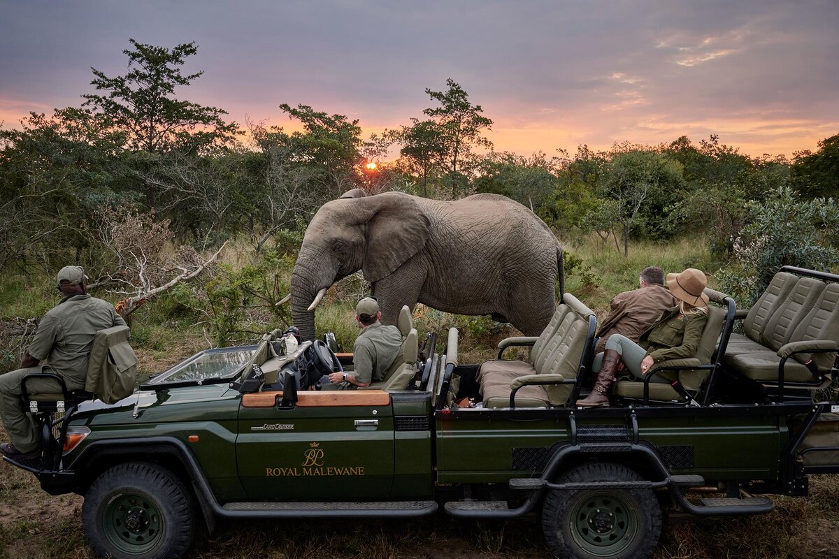 Cedarberg Travel | Masiya's Camp at Royal Malewane