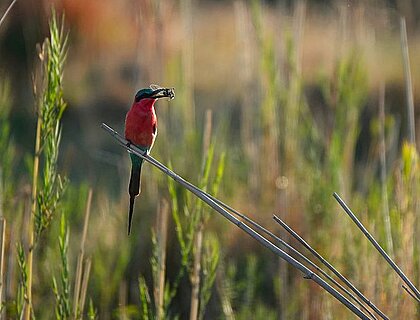 Caprivi Strip - southern carmine bee-eater on Zambezi river 