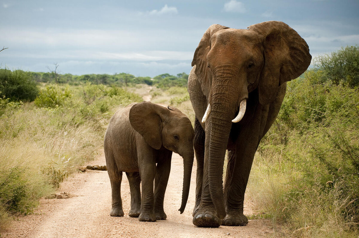 morukuru_family_madikwe_-_elephants_madikwe.jpg